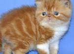 Feona - Exotic Cat For Sale - Hollywood&comma; FL&comma; US