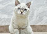 Darin1 - Scottish Straight Cat For Sale - Chicago&comma; IL&comma; US