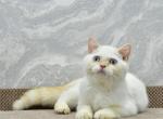 Denis 2 - Scottish Straight Cat For Sale - Chicago&comma; IL&comma; US