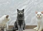 Milka2 - Scottish Straight Cat For Sale - Chicago&comma; IL&comma; US