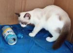 Snowshoe Boy REDUCED - Snowshoe Cat For Sale - Walterboro&comma; SC&comma; US