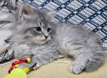 Forrest - Siberian Cat For Sale - Arnold&comma; MO&comma; US