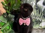 Monica - Scottish Fold Cat For Sale - Chicago&comma; IL&comma; US