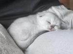 Snowy - Scottish Fold Cat For Sale - Lincoln&comma; NE&comma; US