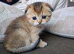 Lailan - Scottish Fold Cat For Sale - Lincoln&comma; NE&comma; US