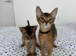 Kitten A4 - Abyssinian Cat For Sale - Brooklyn&comma; NY&comma; US