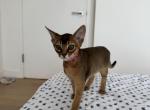 Kitten B4 - Abyssinian Cat For Sale - Brooklyn&comma; NY&comma; US