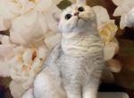 Laura - British Shorthair Cat For Sale - Philadelphia&comma; PA&comma; US
