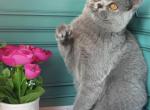 Bahara - British Shorthair Cat For Sale - Glendale&comma; CA&comma; US