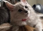 MELLY - Maine Coon Cat For Sale - Fall River&comma; MA&comma; US