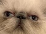 Blue point  boy and girl - Himalayan Cat For Sale - Clay&comma; PA&comma; US