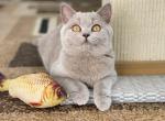 Ariel - British Shorthair Cat For Sale - Vancouver&comma; WA&comma; US