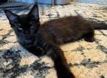 Midnight - Maine Coon Cat For Sale - Sarasota&comma; FL&comma; US