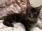 Aiden - Maine Coon Cat For Sale - Sarasota&comma; FL&comma; US