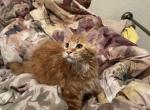 Cienna - Maine Coon Cat For Sale - Sarasota&comma; FL&comma; US