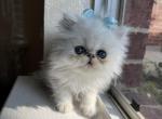 Walter - Persian Cat For Sale - Fort Worth&comma; TX&comma; US