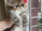 Reba - Persian Cat For Sale - Fort Worth&comma; TX&comma; US