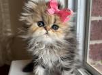 Betsey - Persian Cat For Sale - Fort Worth&comma; TX&comma; US