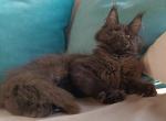 Heiko - Maine Coon Cat For Sale - Hollywood&comma; FL&comma; US