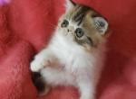 Diana - Exotic Cat For Sale - Lemont&comma; IL&comma; US