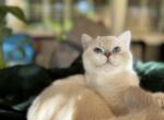 Koby - British Shorthair Cat For Sale - Sacramento&comma; CA&comma; US