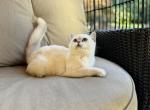 Kai - British Shorthair Cat For Sale - Sacramento&comma; CA&comma; US
