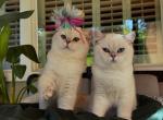 Kai and koby - British Shorthair Cat For Sale - Sacramento&comma; CA&comma; US