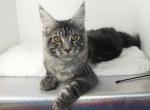 XXL White Tiger - Maine Coon Cat For Sale - Union City&comma; MI&comma; US