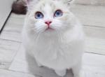 yoyo - Ragdoll Cat For Sale - Irvine&comma; CA&comma; US