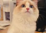 sugar - Ragdoll Cat For Sale - Irvine&comma; CA&comma; US