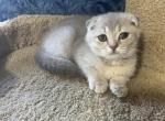Max - Scottish Fold Cat For Sale - Renton&comma; WA&comma; US