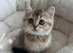 Leon - British Shorthair Cat For Sale - Renton&comma; WA&comma; US