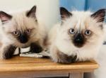 Christmas kittens - Balinese Cat For Sale - Dallas&comma; TX&comma; US