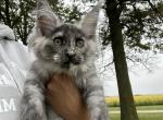 Midnight - Maine Coon Cat For Sale - Kansas City&comma; MO&comma; US