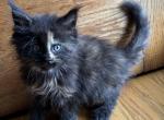 CFA Registered Tortie Maine Coon - Maine Coon Cat For Sale - Marshalltown&comma; IA&comma; US