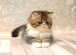 Anton - Persian Cat For Sale - Pembroke Pines&comma; FL&comma; US