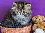Lola - Persian Cat For Sale - Pembroke Pines&comma; FL&comma; US