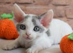Jeremy - Devon Rex Cat For Sale - Norwalk&comma; CT&comma; US