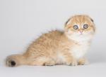 Sabotin - Munchkin Cat For Sale - Pembroke Pines&comma; FL&comma; US