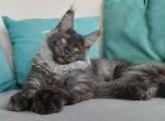 Nalle - Maine Coon Cat For Sale - Hollywood&comma; FL&comma; US
