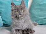 Jenaro Polydactyl - Maine Coon Cat For Sale - Hollywood&comma; FL&comma; US
