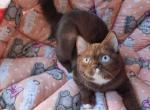 Indy - British Shorthair Cat For Sale - Norwalk&comma; CT&comma; US