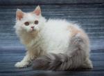 Naomi - Selkirk Rex Cat For Sale - Pembroke Pines&comma; FL&comma; US