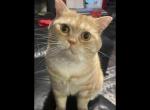Tyrion - Scottish Straight Cat For Sale - Angier&comma; NC&comma; US