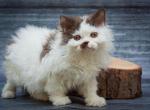 Lucas - Selkirk Rex Cat For Sale - Pembroke Pines&comma; FL&comma; US