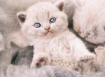 Simba - British Shorthair Cat For Sale - Vancouver&comma; WA&comma; US