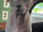 Mika - Sphynx Cat For Sale - Tuckerton&comma; NJ&comma; US