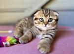 Lola - Scottish Fold Cat For Sale - Woodland Park&comma; CO&comma; US