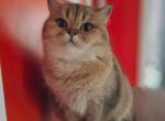 Percy - Scottish Straight Cat For Sale - Levittown&comma; PA&comma; US