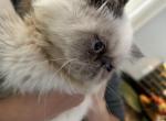 Persian female colorpoint - Persian Cat For Sale - MA&comma; US
